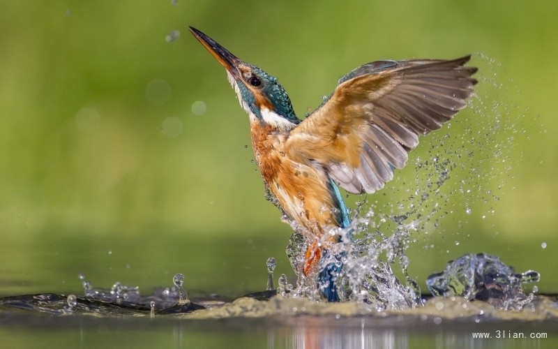 点击大图看下一张:青鸟 幸福鸟唯美图片
