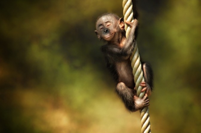 点击大图看下一张：有趣的猴子图片