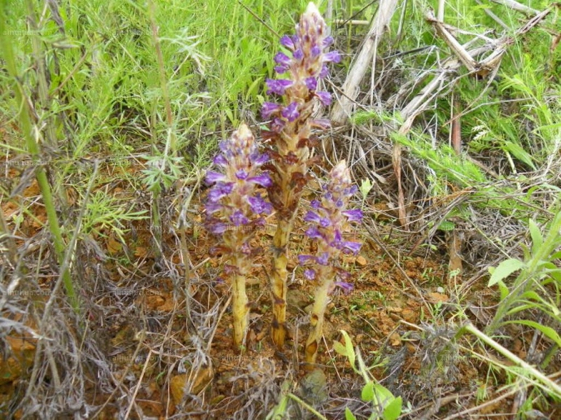 点击大图看下一张：不老草图片