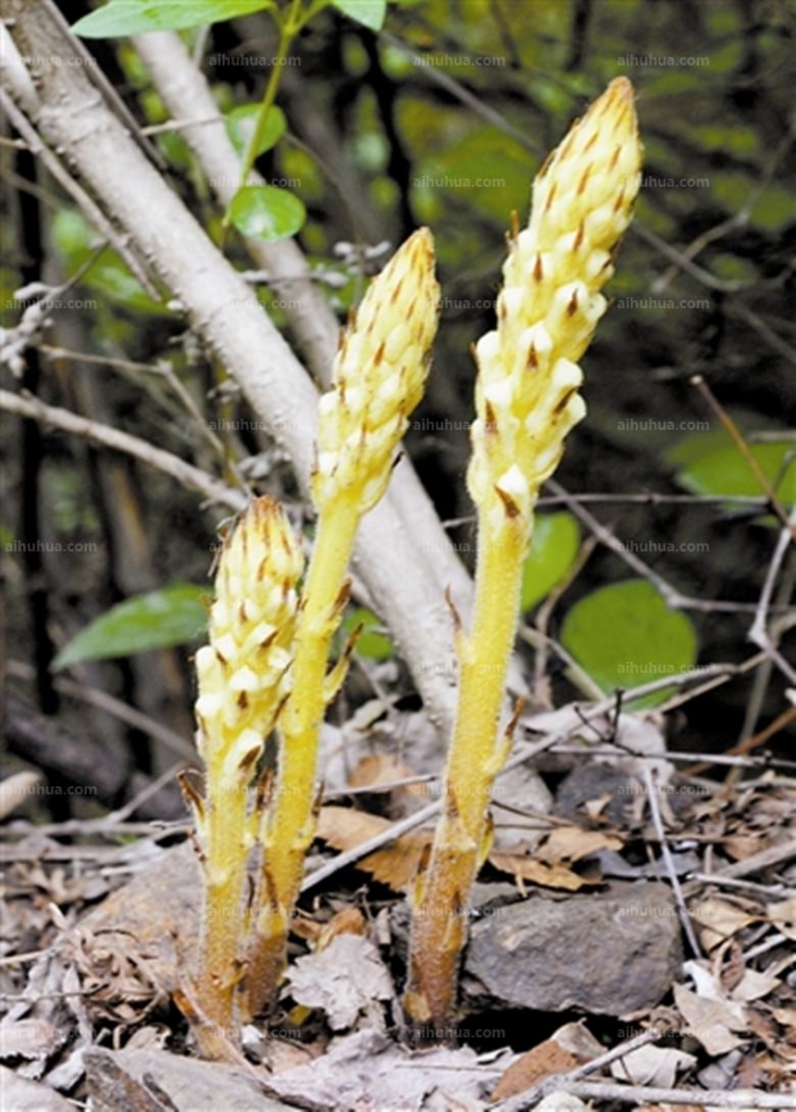 点击大图看下一张：不老草图片