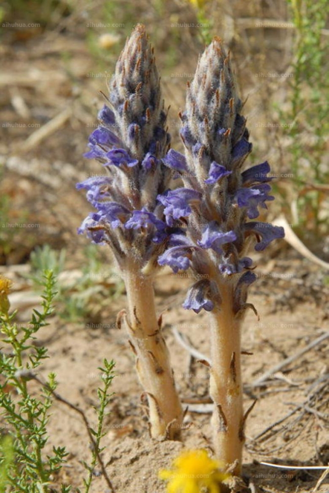 点击大图看下一张：不老草图片