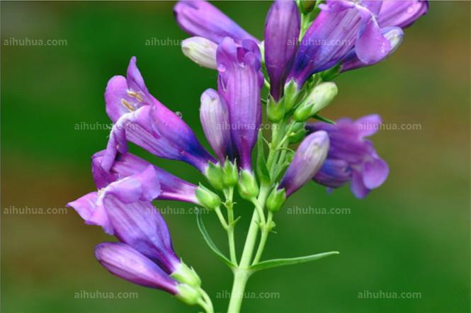 点击大图看下一张：吊钟柳图片