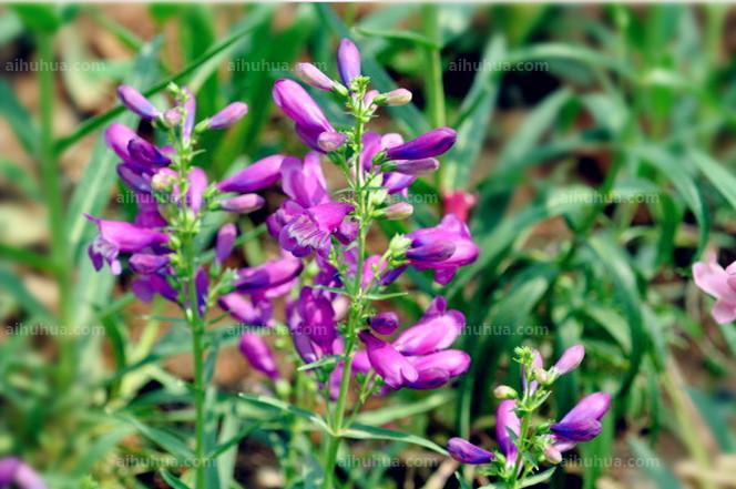 点击大图看下一张：吊钟柳图片