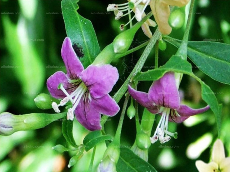 点击大图看下一张：枸杞图片