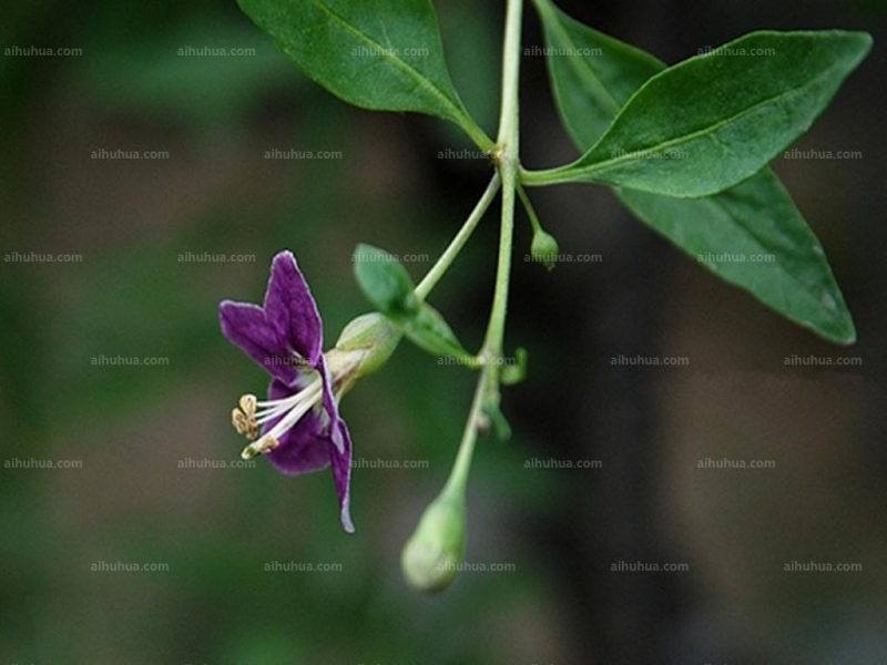 点击大图看下一张：枸杞图片