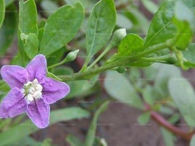 点击大图看下一张：枸杞图片