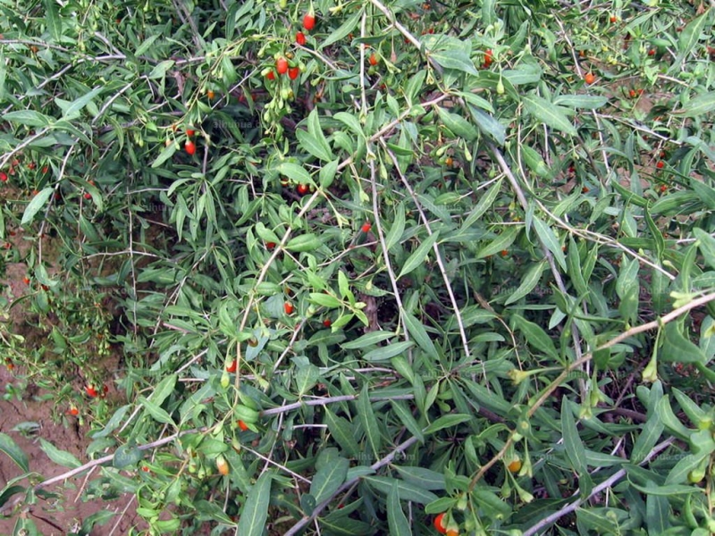 点击大图看下一张：枸杞图片