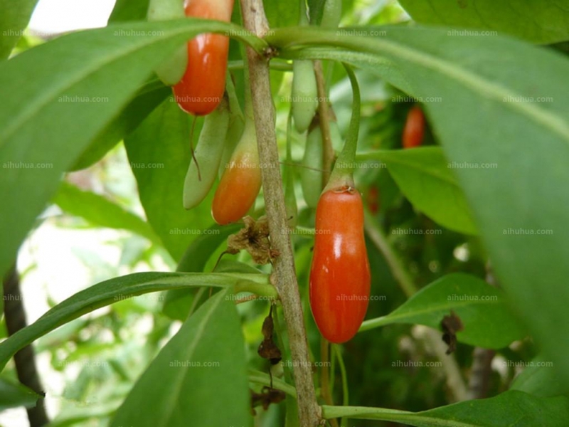 点击大图看下一张：枸杞图片