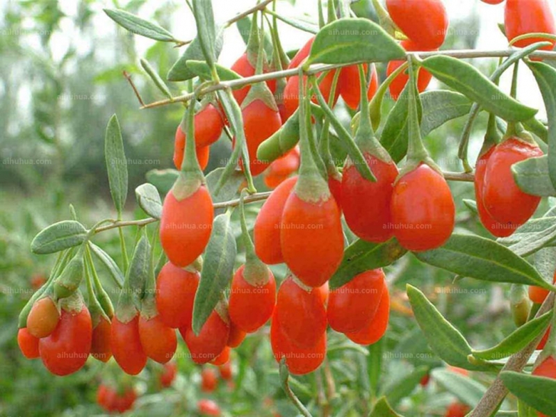 点击大图看下一张：枸杞图片