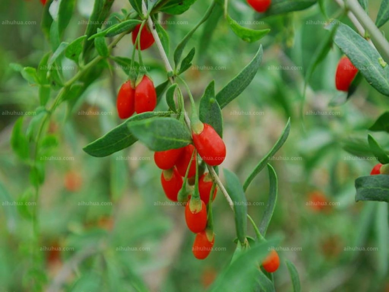 点击大图看下一张：枸杞图片
