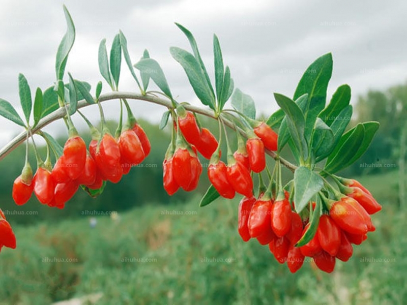 点击大图看下一张：枸杞图片