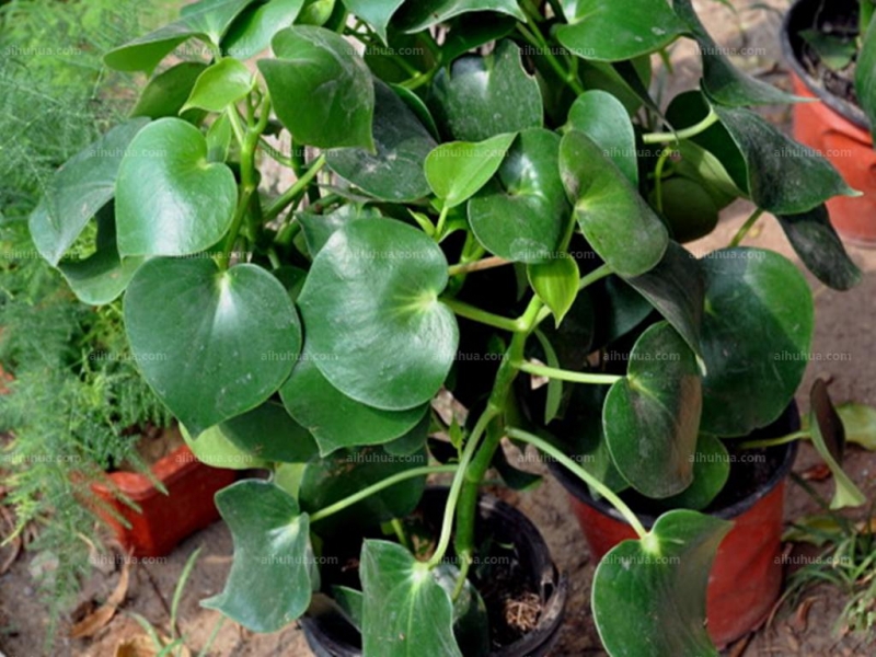 点击大图看下一张：荷叶椒草图片