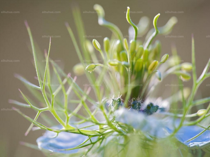 点击大图看下一张：黑种草图片