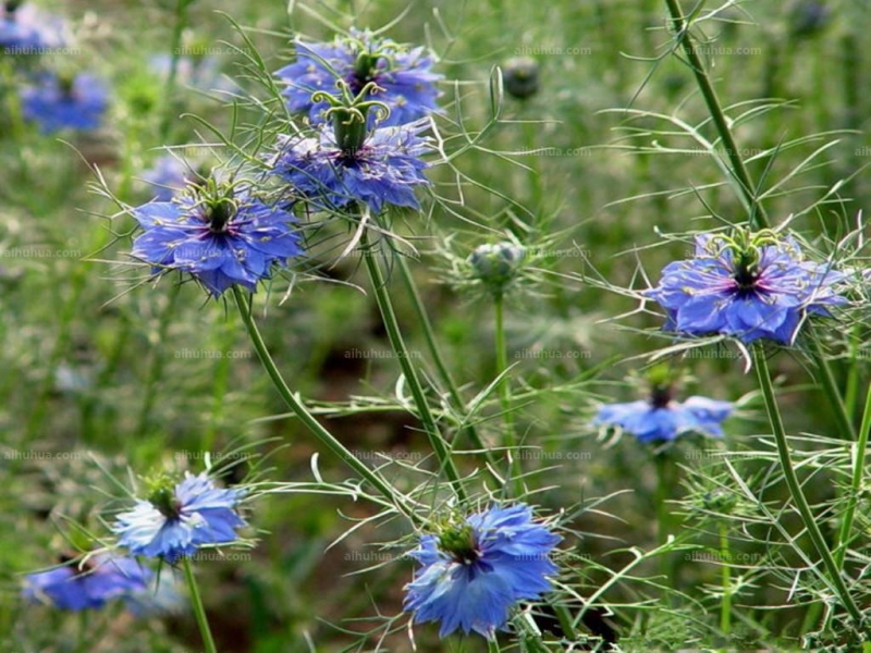 点击大图看下一张：黑种草图片