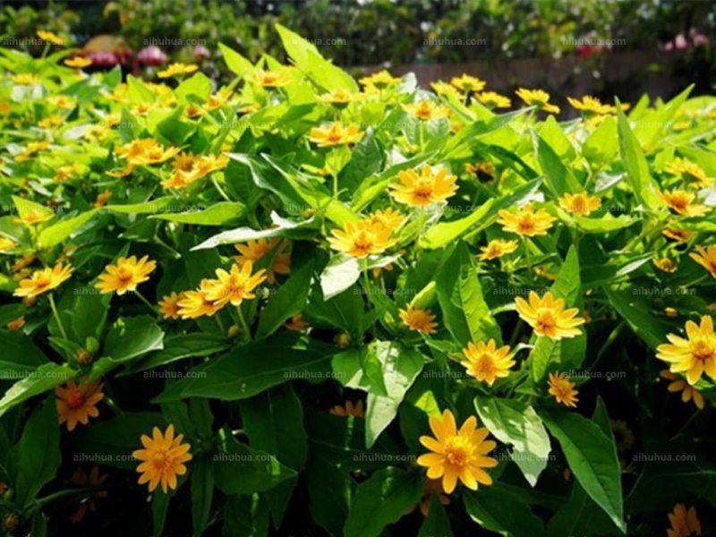 点击大图看下一张：皇帝菊图片