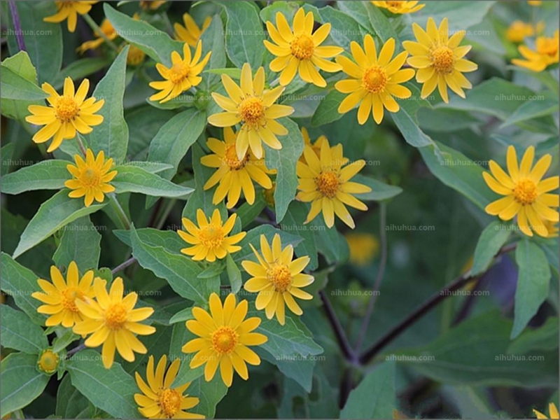 点击大图看下一张:皇帝菊图片