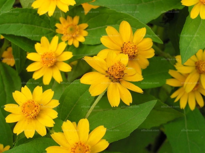 点击大图看下一张：皇帝菊图片