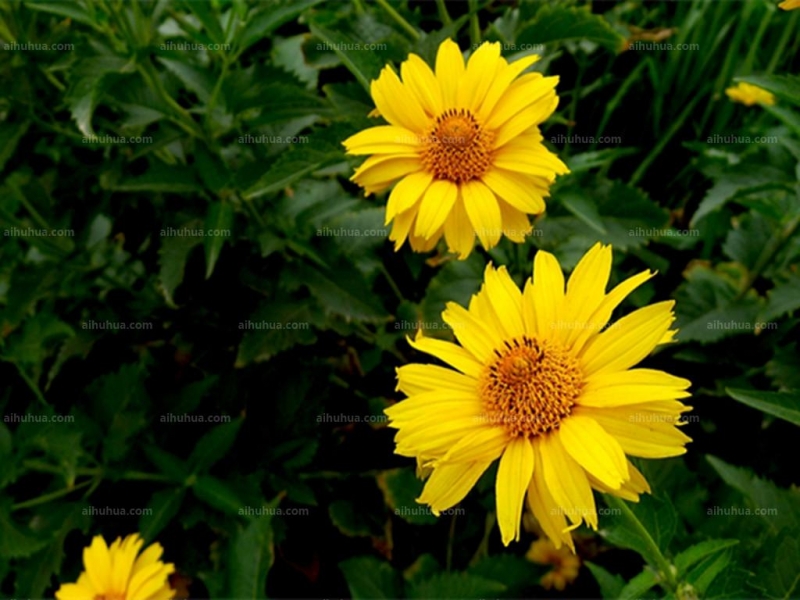 点击大图看下一张：皇帝菊图片