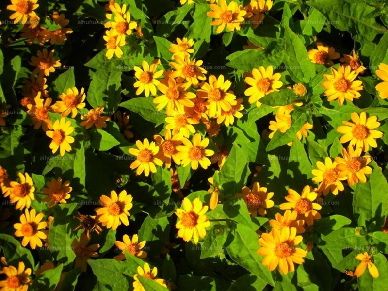 点击大图看下一张：皇帝菊图片