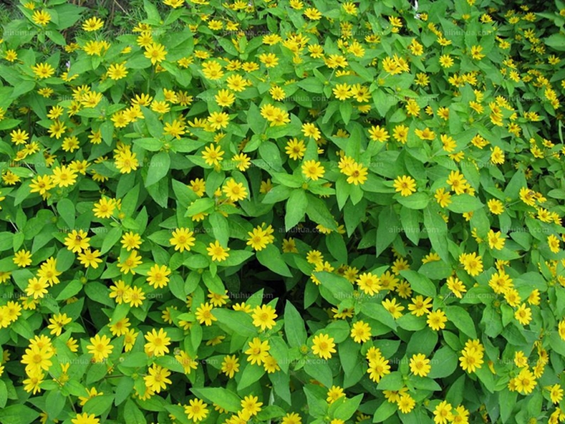 点击大图看下一张：皇帝菊图片