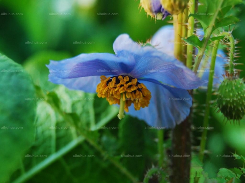 点击大图看下一张：绿绒蒿图片