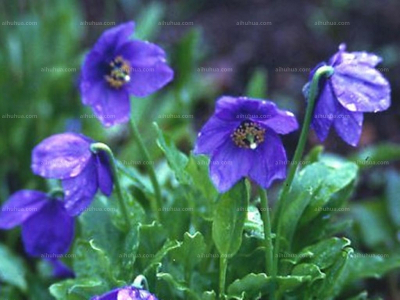 点击大图看下一张：绿绒蒿图片