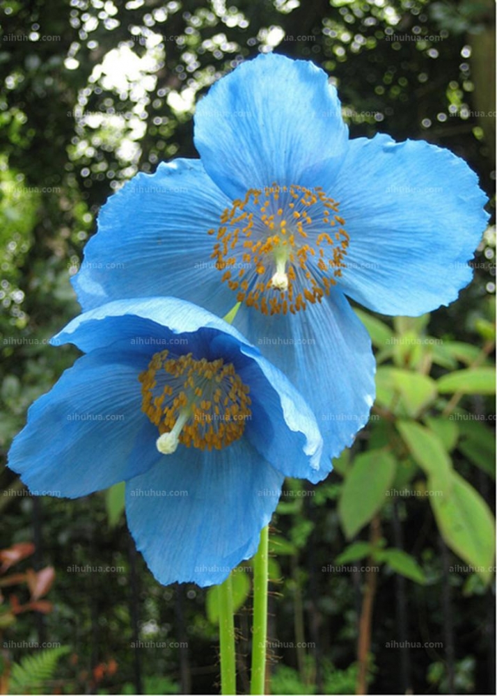 点击大图看下一张：绿绒蒿图片