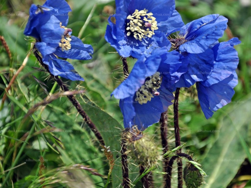 点击大图看下一张：绿绒蒿图片