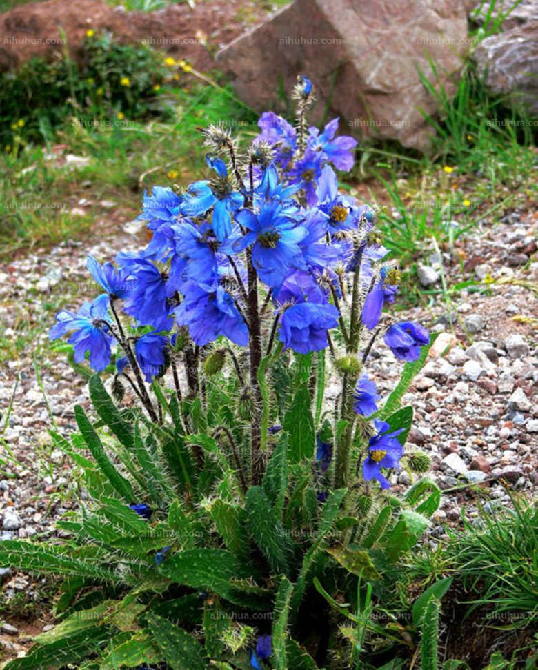 点击大图看下一张:绿绒蒿图片