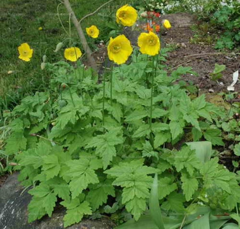 点击大图看下一张：绿绒蒿图片