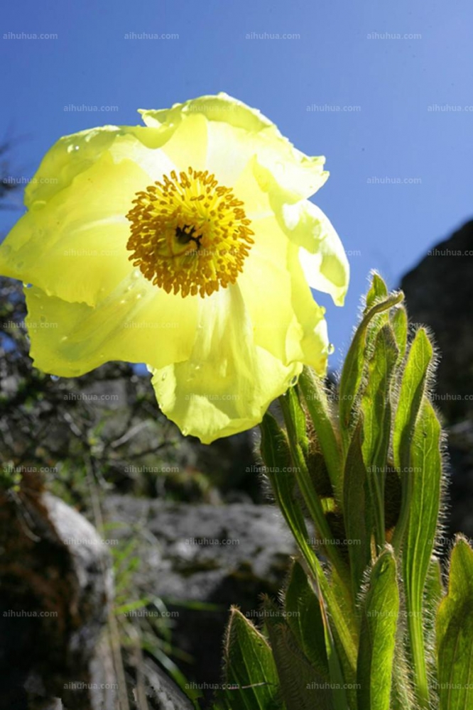 点击大图看下一张：绿绒蒿图片