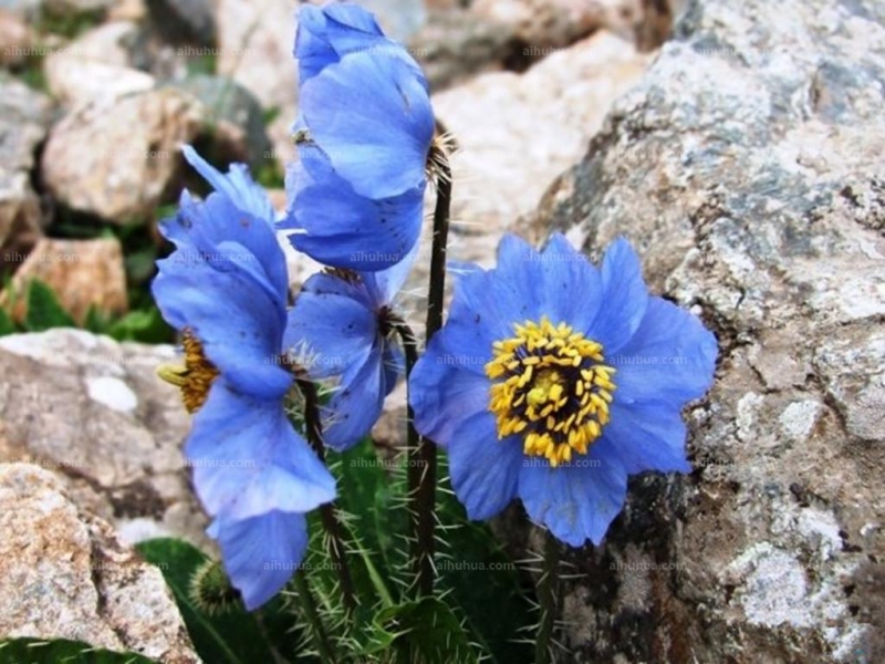 点击大图看下一张：绿绒蒿图片