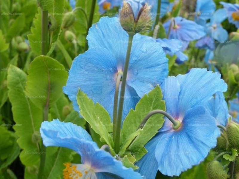 点击大图看下一张:绿绒蒿图片