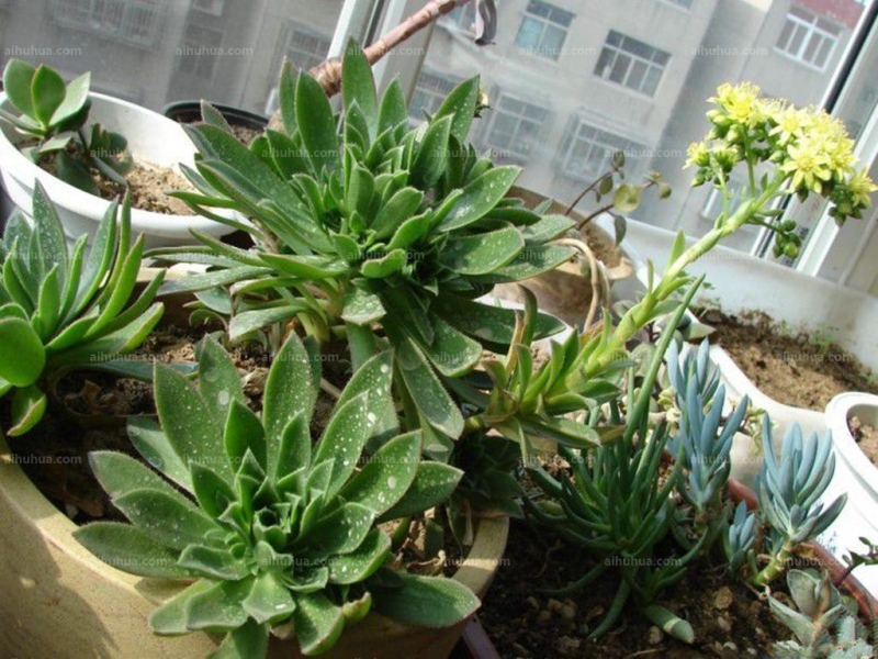 点击大图看下一张：毛叶莲花掌图片