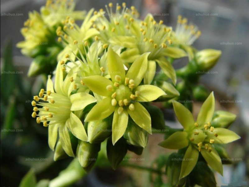 点击大图看下一张：毛叶莲花掌图片