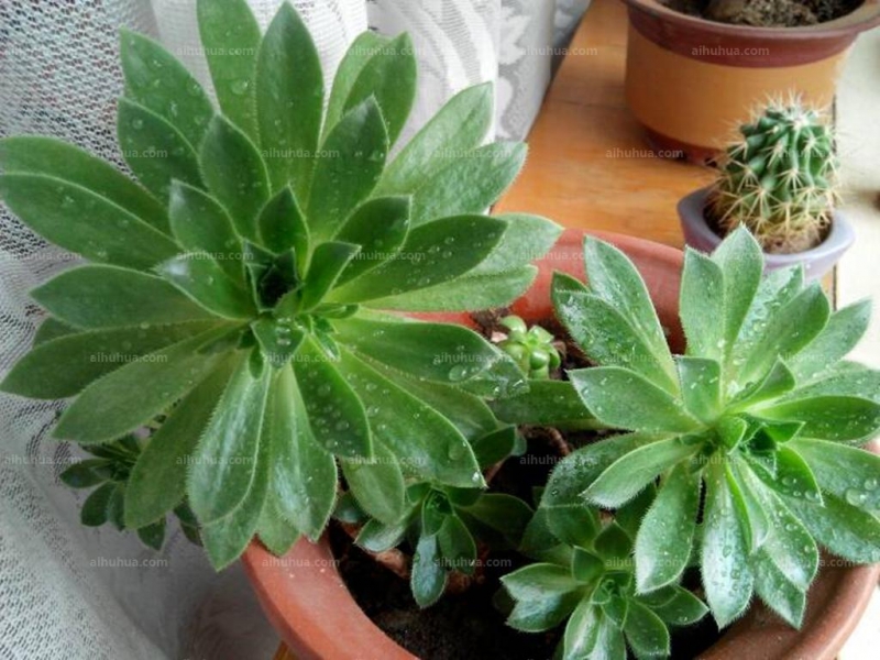 点击大图看下一张：毛叶莲花掌图片