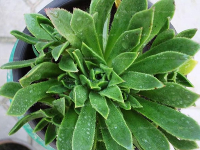 点击大图看下一张：毛叶莲花掌图片