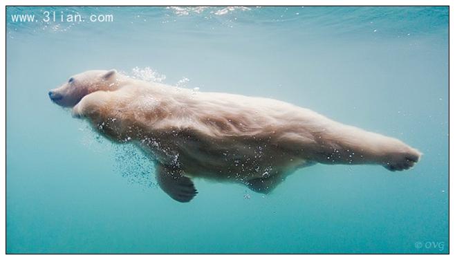 点击大图看下一张：北极熊的水中芭蕾图片