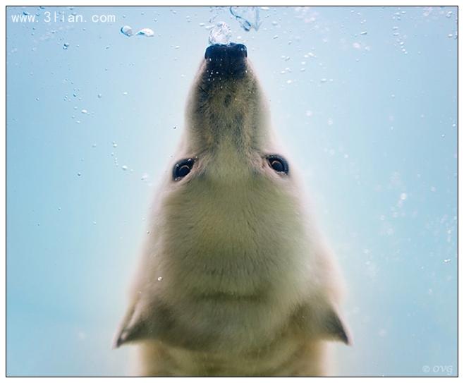 点击大图看下一张：北极熊的水中芭蕾图片