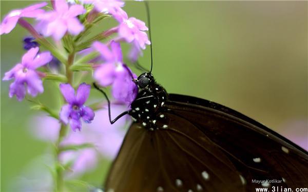 点击大图看下一张：那格浦尔的蝴蝶图片