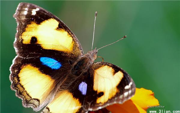 点击大图看下一张：那格浦尔的蝴蝶图片