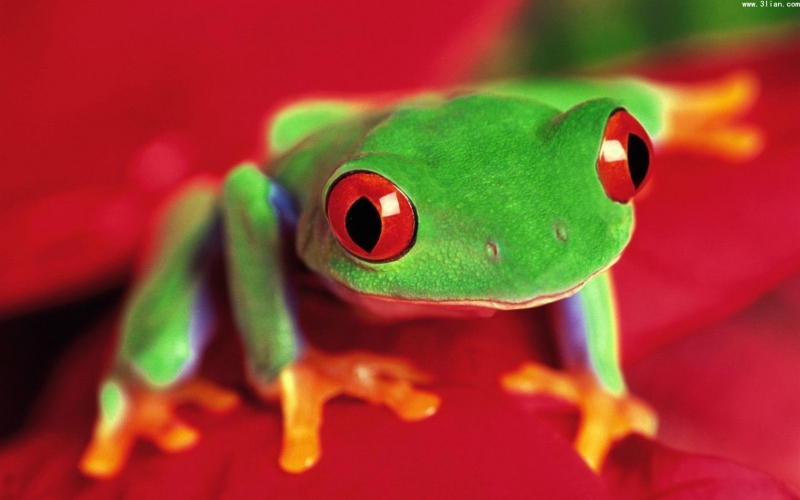 点击大图看下一张：青蛙生活图片