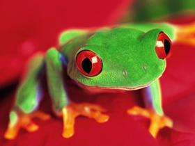 青蛙生活图片