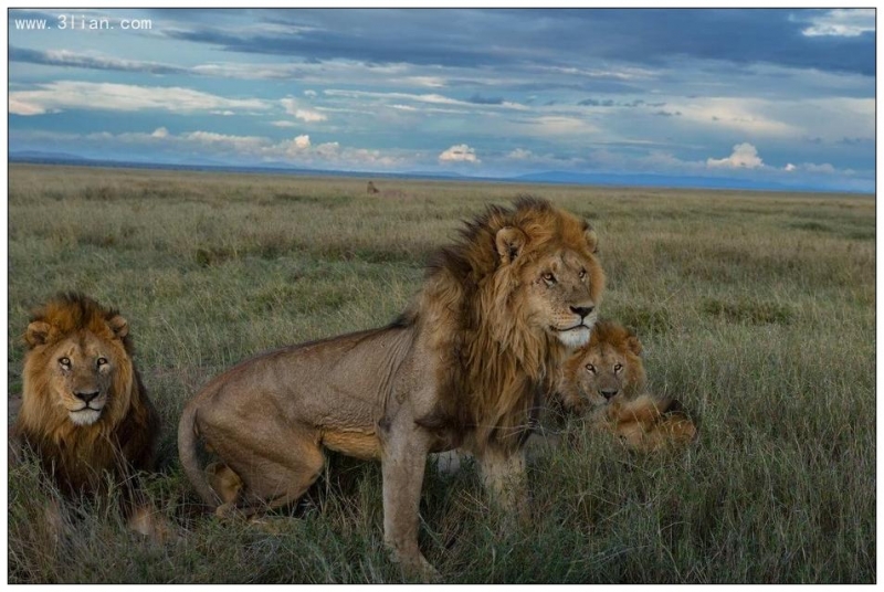 点击大图看下一张：塞伦盖蒂狮子图片