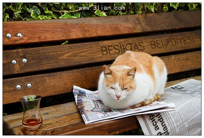 点击大图看下一张：伊斯坦布尔街猫图片