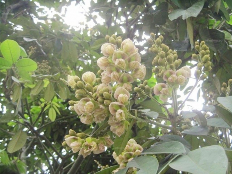 点击大图看下一张:沉香树图片