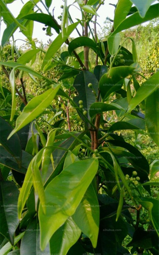 点击大图看下一张：沉香树图片