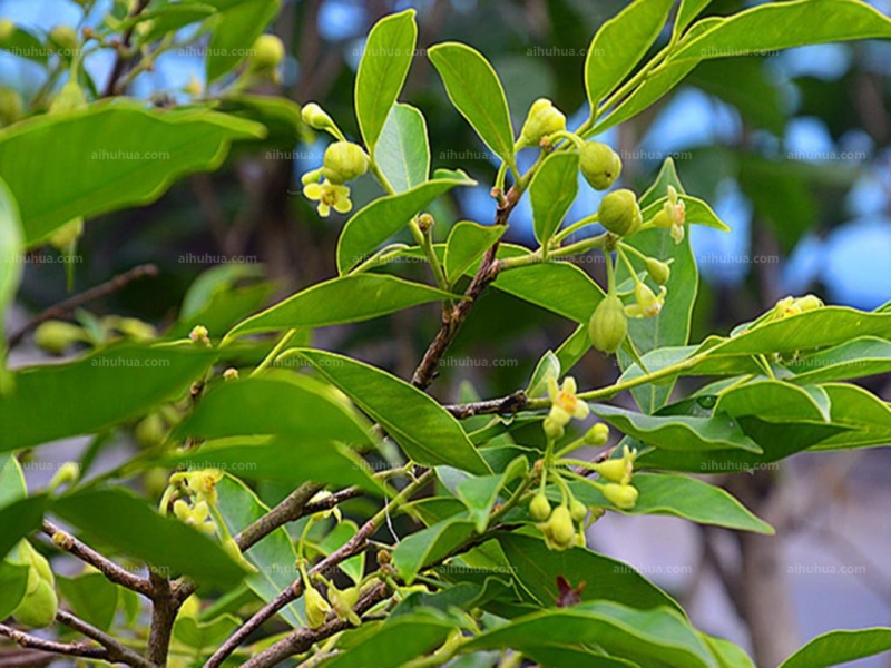 点击大图看下一张:沉香树图片