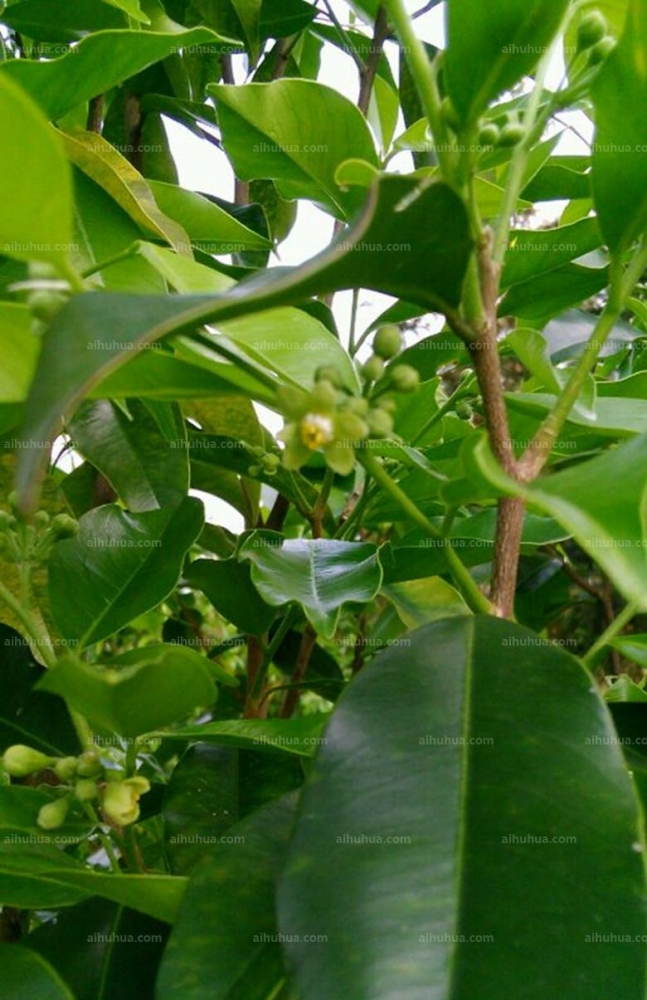 点击大图看下一张：沉香树图片