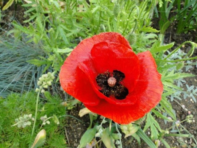 点击大图看下一张：鬼罂粟图片